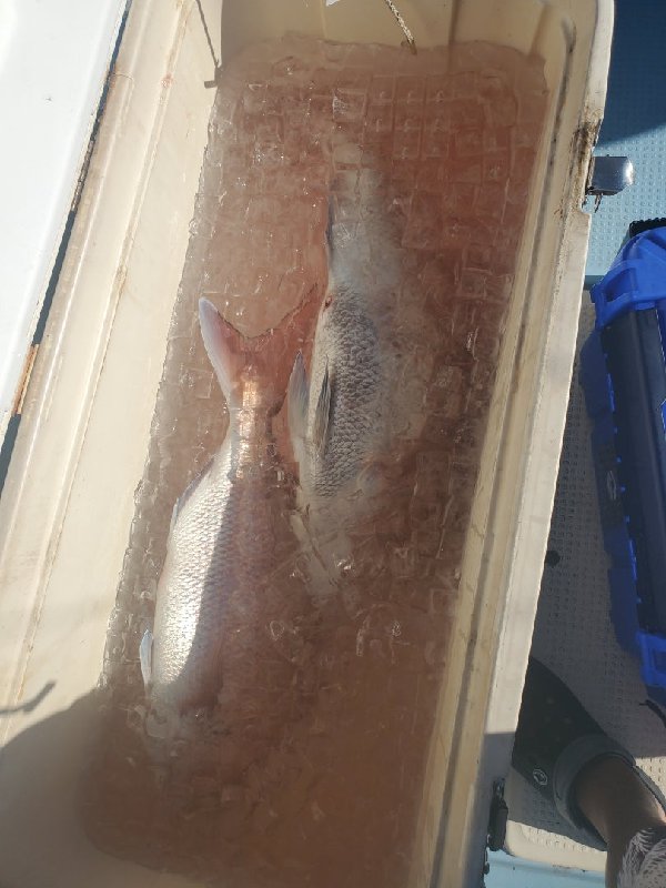 五ヶ所湾たて釣り釣果スライダ用（3）