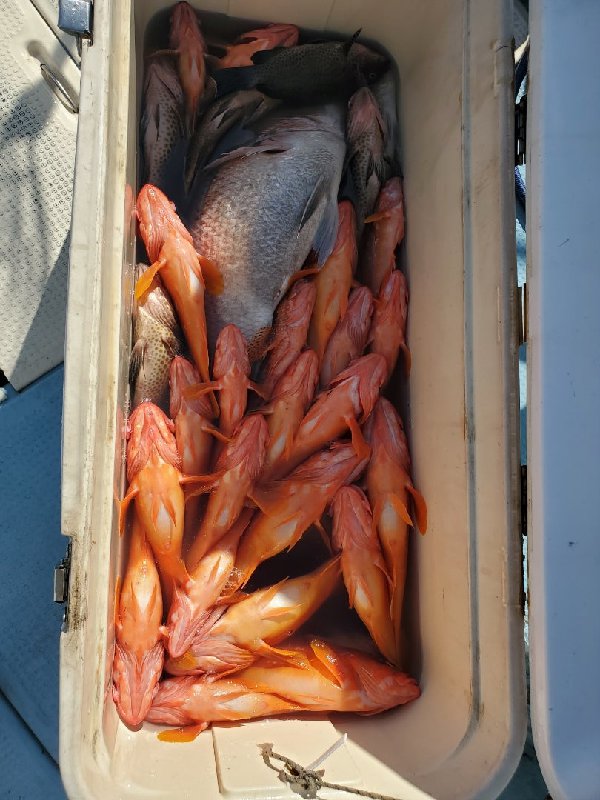 五ヶ所湾ジギング釣果スライダ用（5）