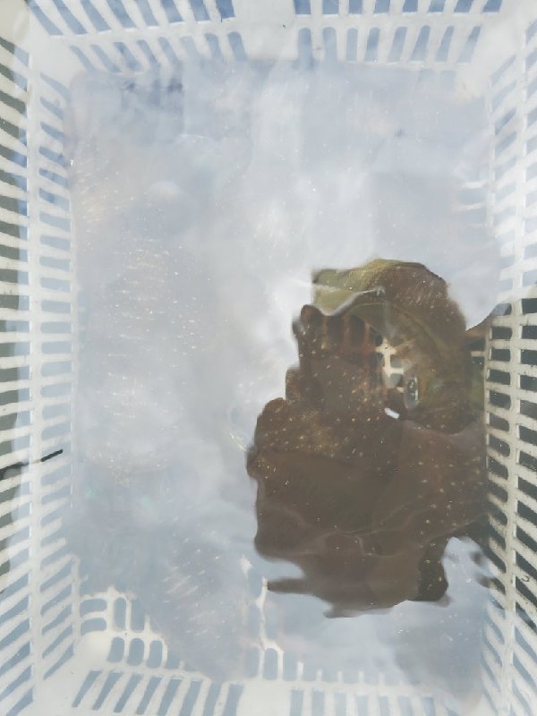 五ヶ所湾ティップラン釣果スライダ用（7）