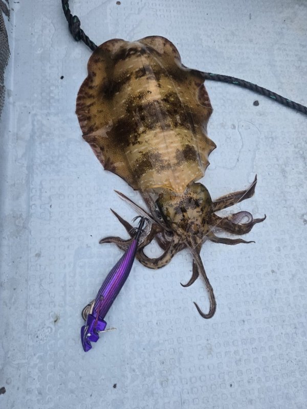 五ヶ所湾ティップラン釣果スライダ用（2）