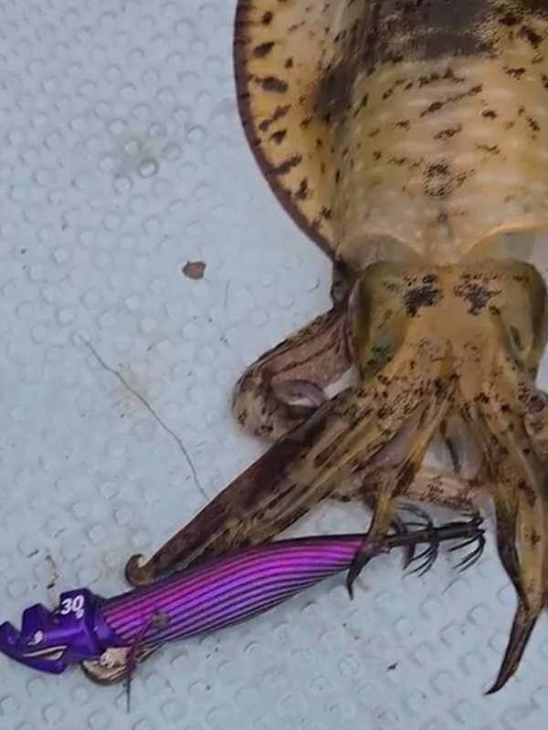 五ヶ所湾ティップラン釣果スライダ用（3）