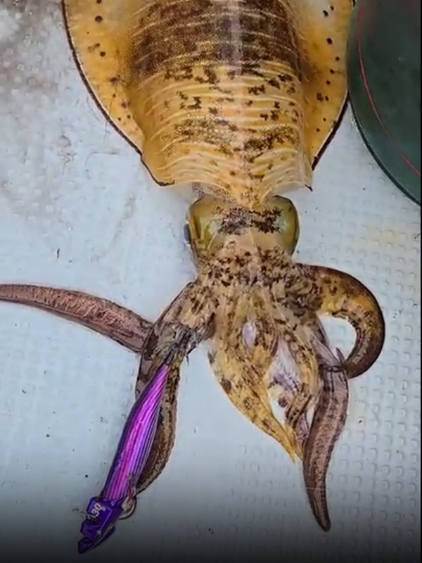 五ヶ所湾ティップラン釣果スライダ用（4）