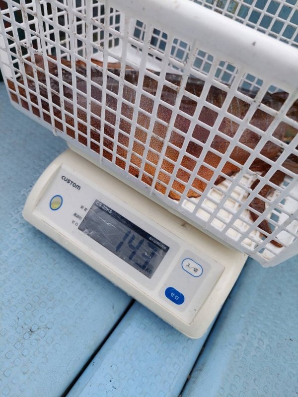 五ヶ所湾ティップラン釣果スライダ用（6）