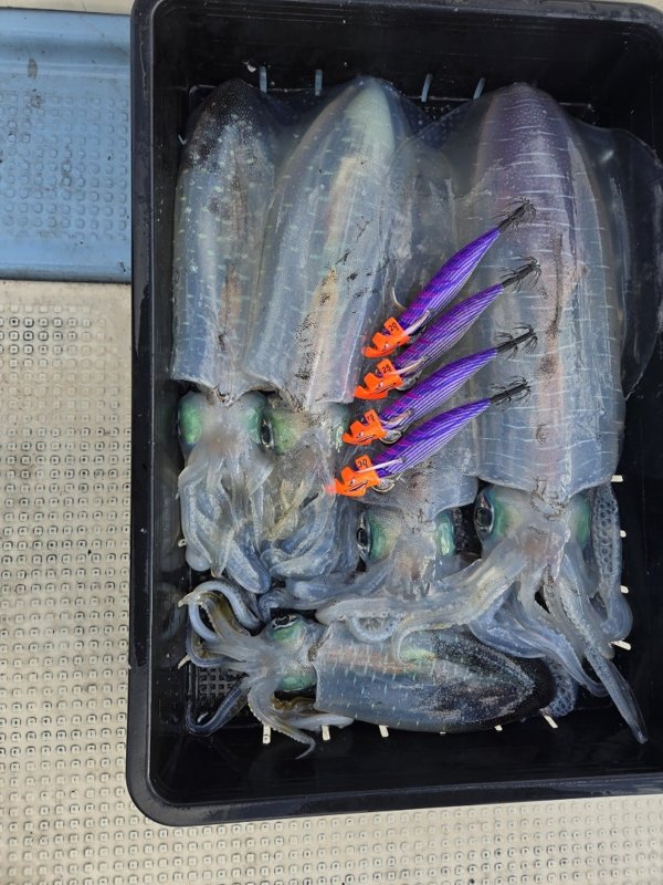 五ヶ所湾ティップラン釣果スライダ用（7）