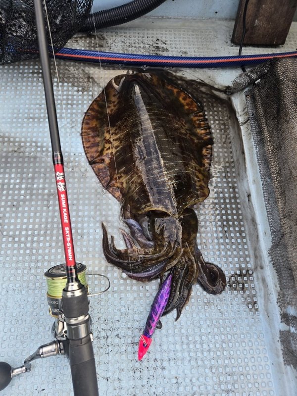 五ヶ所湾ティップラン釣果写真（1）