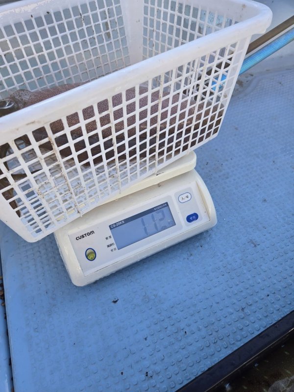 五ヶ所湾ティップラン釣果スライダ用（12）