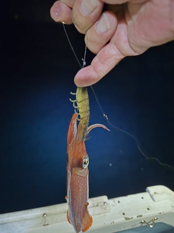 五ヶ所湾その他釣果スライダ用（8）