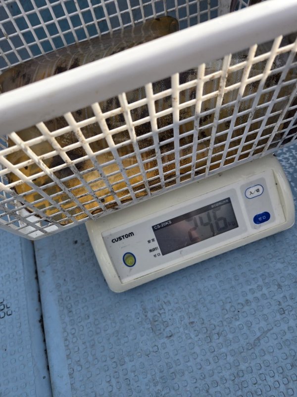 五ヶ所湾ティップラン釣果スライダ用（4）