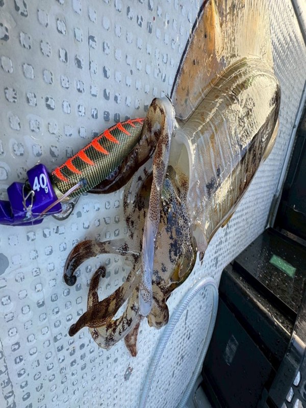 五ヶ所湾ティップラン釣果スライダ用（4）