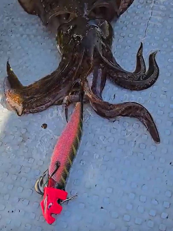 五ヶ所湾ティップラン釣果スライダ用（2）