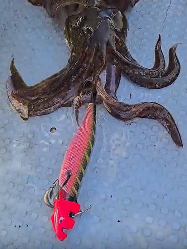 五ヶ所湾ティップラン釣果スライダ用（3）