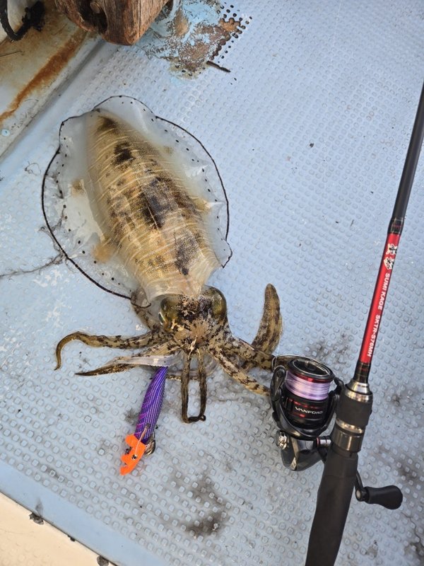 五ヶ所湾ティップラン釣果スライダ用（2）