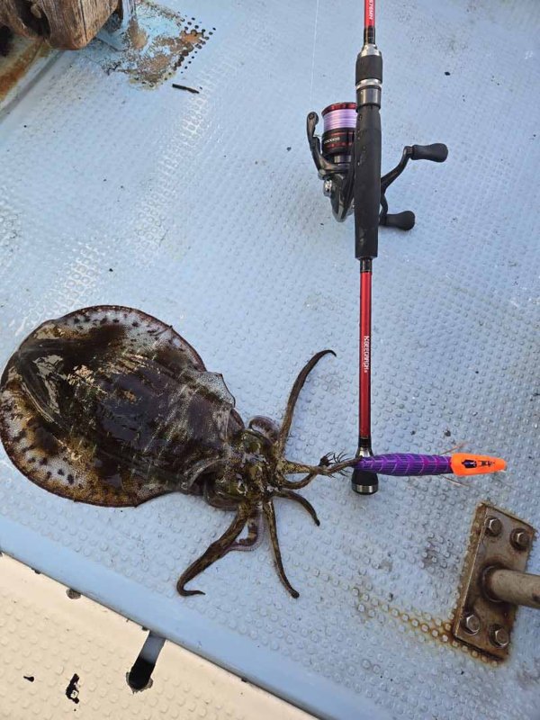 五ヶ所湾ティップラン釣果スライダ用（5）