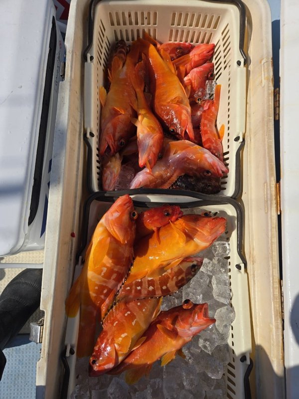 五ヶ所湾ティップラン釣果スライダ用（2）