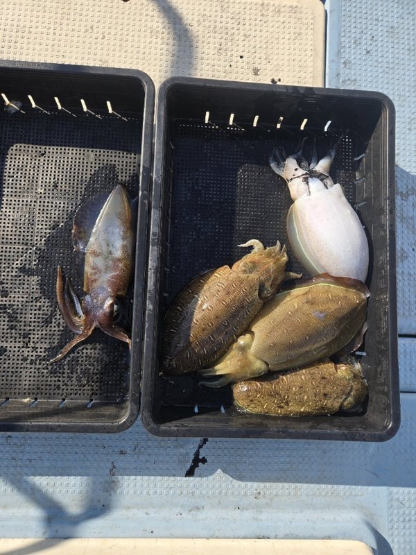 五ヶ所湾ティップラン釣果スライダ用（5）