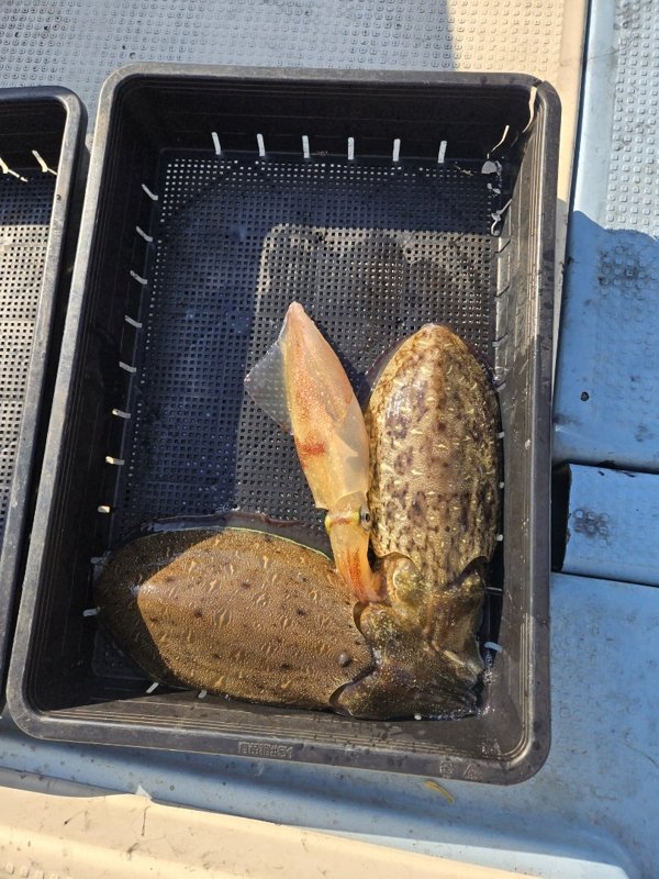 五ヶ所湾ティップラン釣果スライダ用（4）