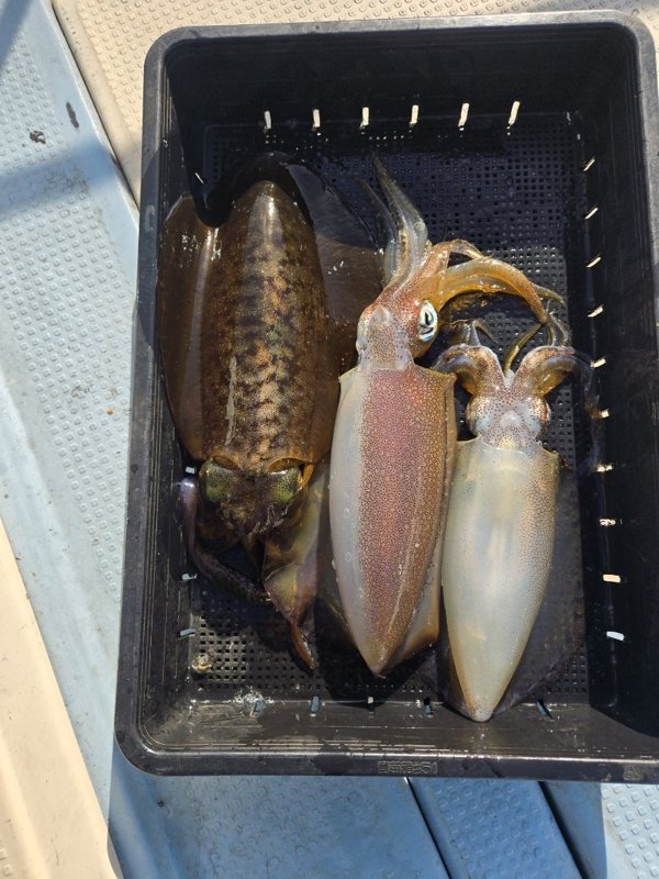 五ヶ所湾ティップラン釣果スライダ用（4）