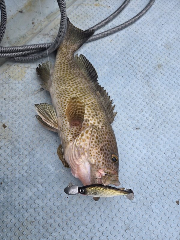 五ヶ所湾ジギング釣果スライダ用（2）