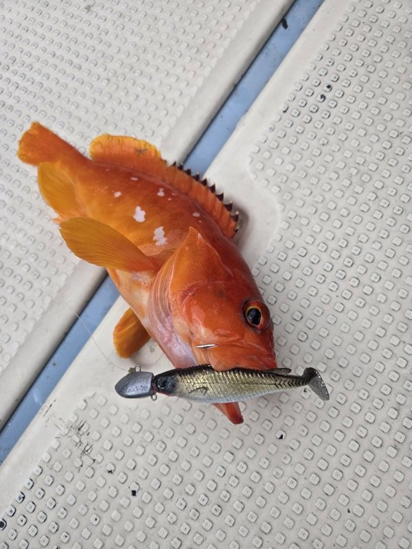 五ヶ所湾ジギング釣果スライダ用（9）