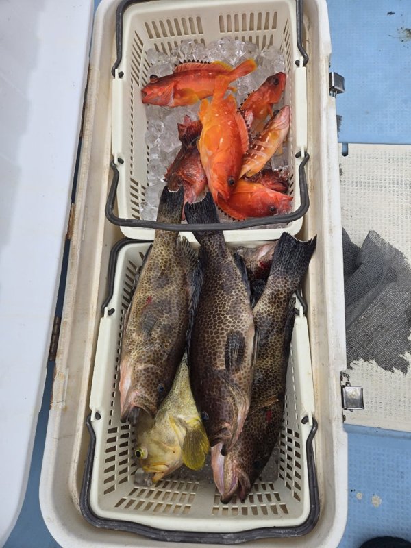 五ヶ所湾ジギング釣果スライダ用（10）